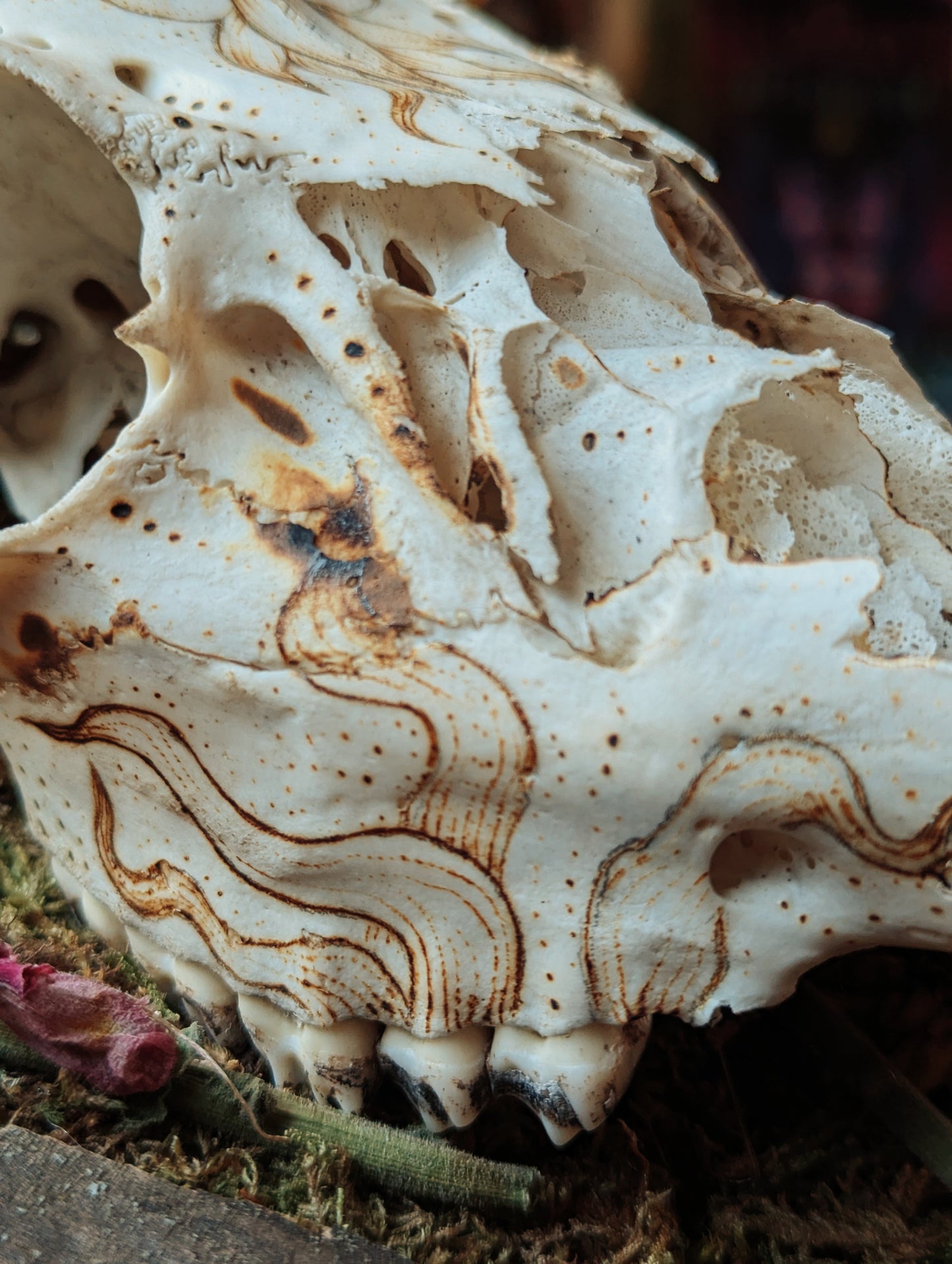 Mandala Pyrography Deer Skull