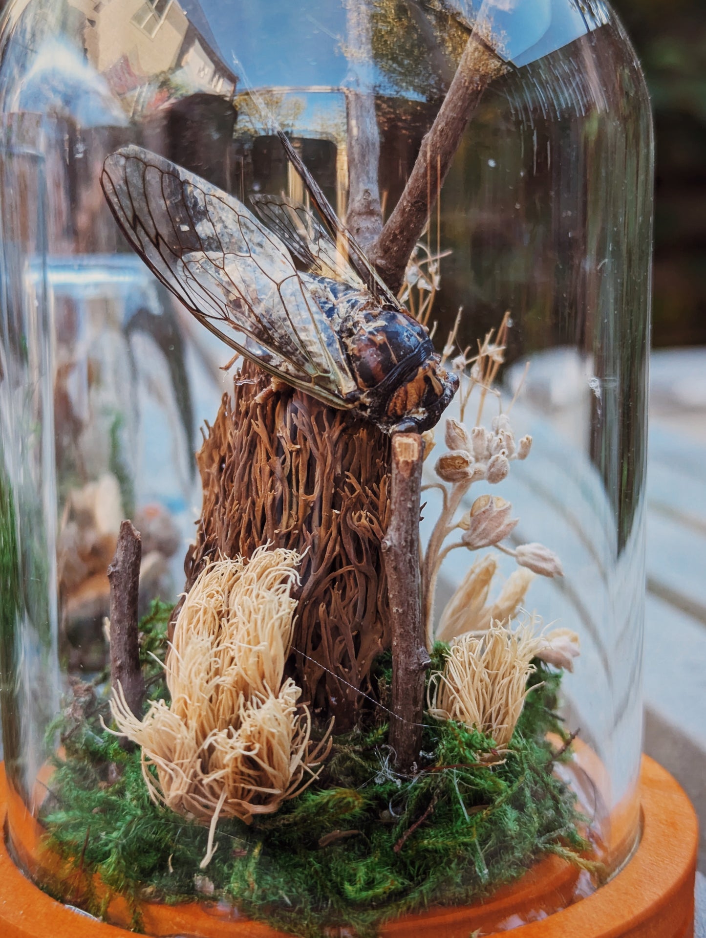 Cicada and Mushroom Terrarium