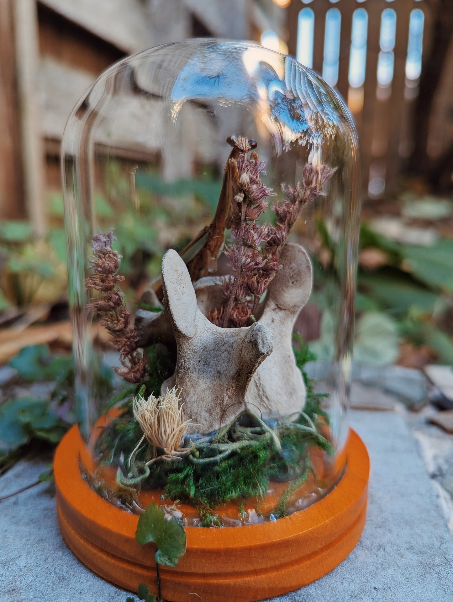 Praying Mantis and Spinal Cord Terrarium