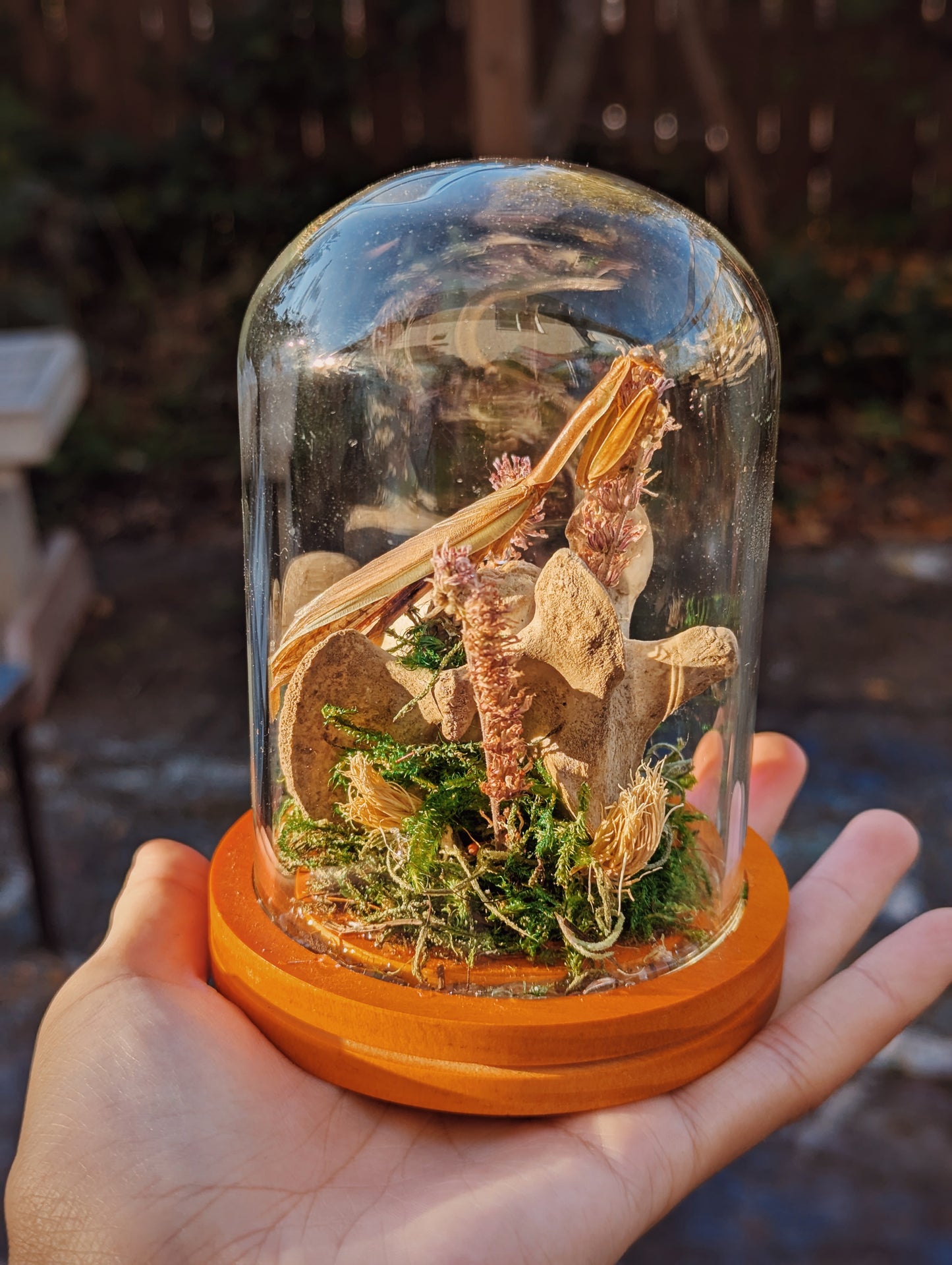 Praying Mantis and Spinal Cord Terrarium