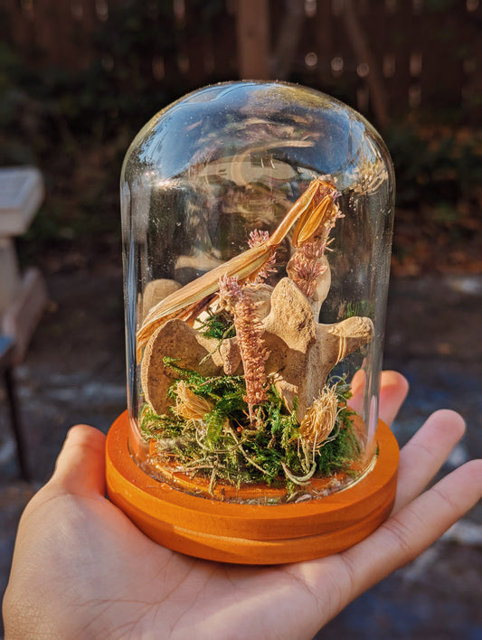 Praying Mantis and Spinal Cord Terrarium